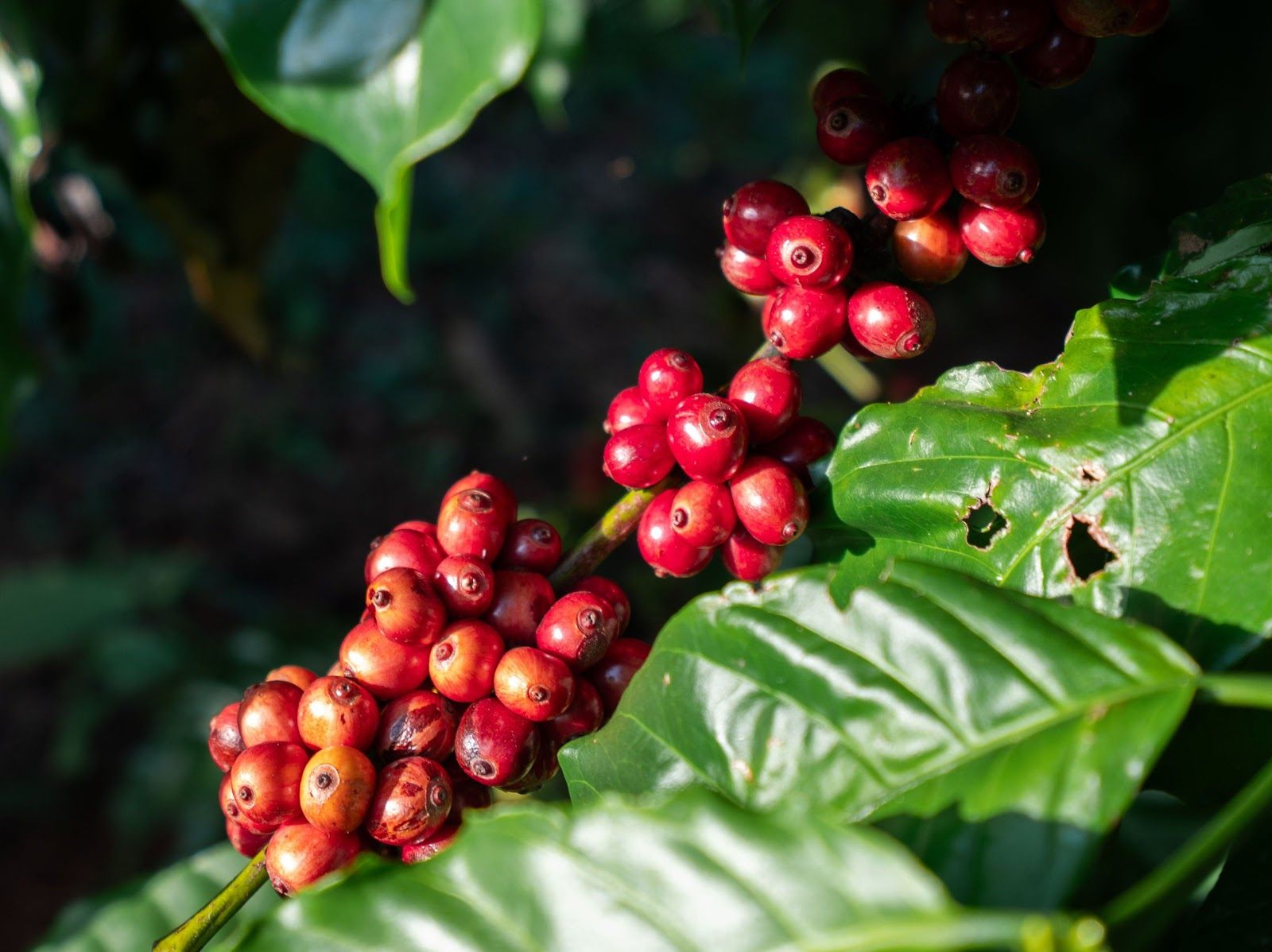 Ripe coffee cherries at our family farm in Gia Lai